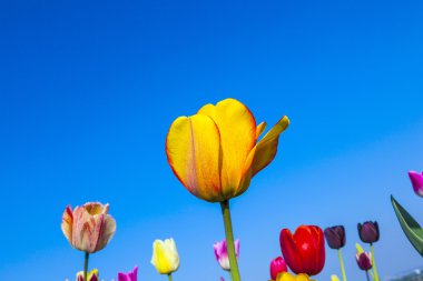 kare işalan ile çiçeklenme renkli Lale