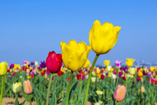 Campo con tulipanes de colores florecientes —  Fotos de Stock