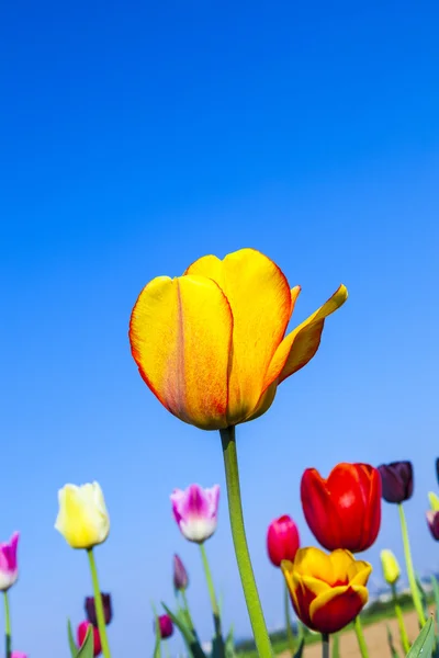Champ avec des tulipes colorées en fleurs — Photo