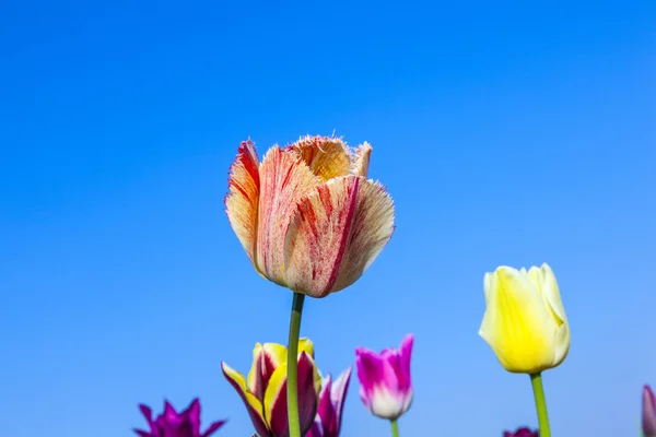 Feld mit blühenden bunten Tulpen — Stockfoto