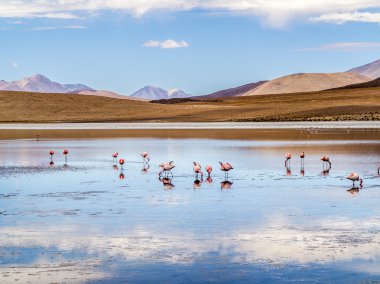 Bolivya, Eduardo Avaroa Nationa'nın vahşi doğada pembe flamingolar