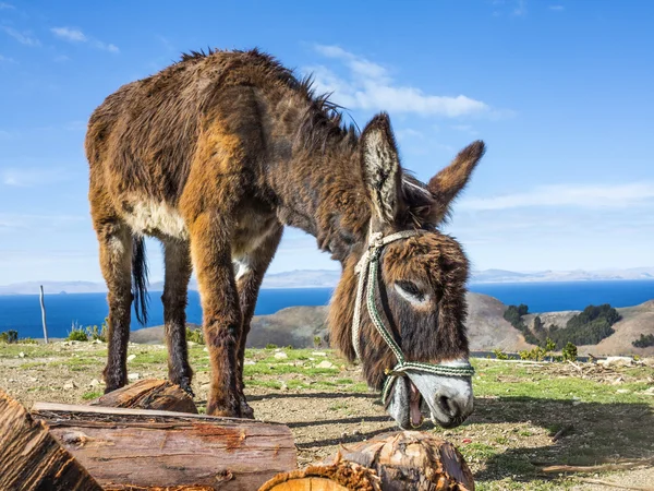 Esel auf der Isla del Sol, dem Titicacasee — Stockfoto