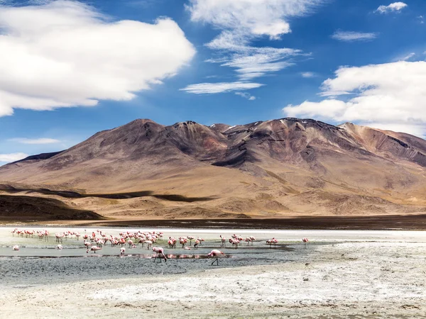 Flamants roses dans la nature sauvage de la Bolivie, Eduardo Avaroa Nationa — Photo