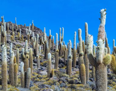 Büyük Trichoreus kaktüs ayakta Isla Incahuasi sa adlı grup