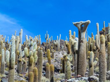 Büyük Trichoreus kaktüs ayakta Isla Incahuasi sa adlı grup