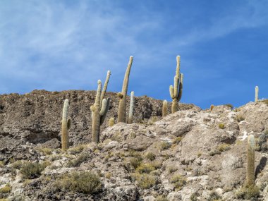  Isla Incahuasi üzerinde tuz düz, büyük Trichoreus kaktüs duran