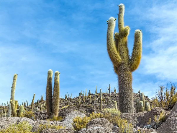 Beautiful cacti grow on volcanic stones at Isla Pescado — Stock Photo, Image