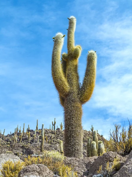 Vackra kaktusar växer på vulkaniska stenar på Isla Pescado — Stockfoto