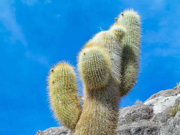 Enorme Trichoreus cactus de pie en Isla Incahuasi en la llanura de sal —  Fotos de Stock