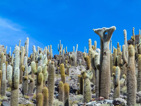 Grupo de enorme cacto Trichoreus em pé em Isla Incahuasi em sa — Fotografia de Stock