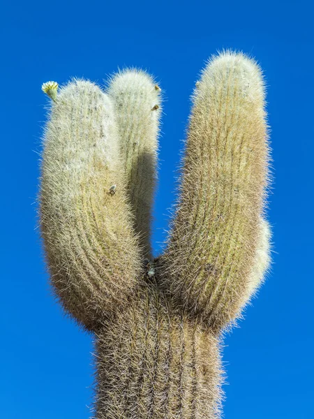 Enorme Trichoreus cactus de pie en Isla Incahuasi en la llanura de sal —  Fotos de Stock