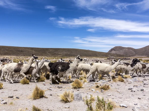 Herd of running llamas in the Andes — Stock Photo, Image