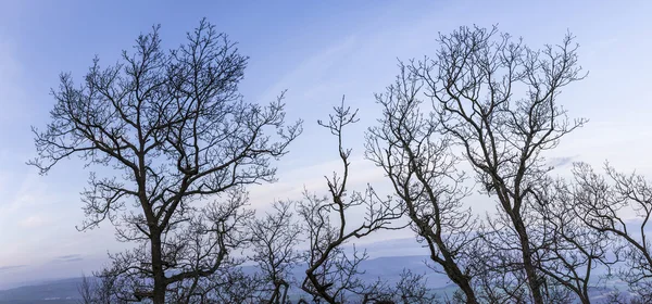 Arbres en hiver avec ciel bleu — Photo