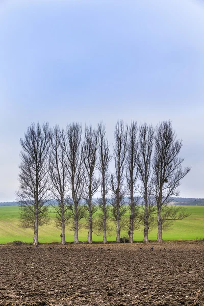 Leaveless trees in winter inrural area — Stock Photo, Image