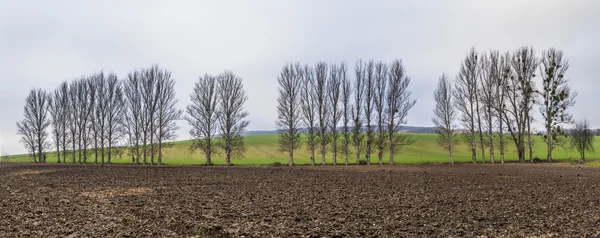 Árboles sin hojas en invierno enzona rural — Foto de Stock