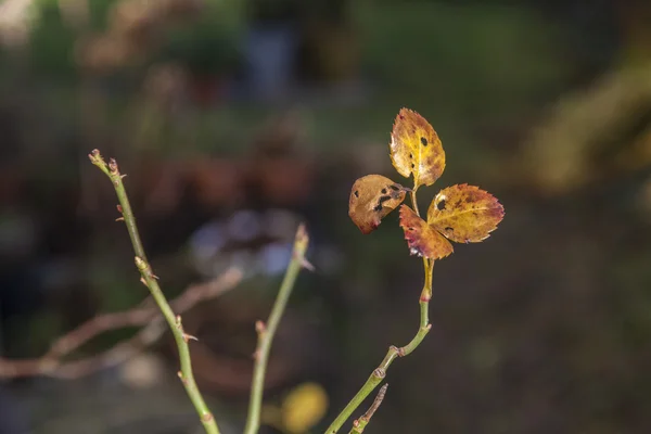 Feuilles de rose dans les couleurs d'automne — Photo