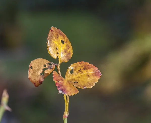Rosenblätter in Herbstfarben — Stockfoto