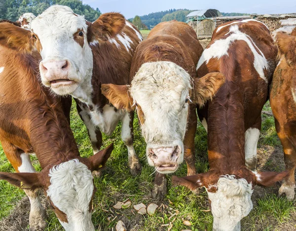 Cattle of young cows — Stock Photo, Image