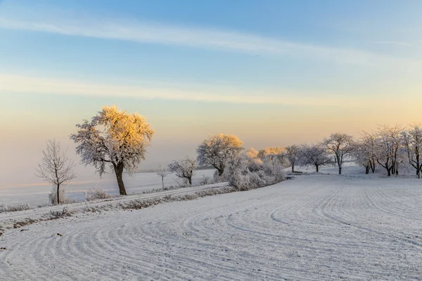 Alberi ghiacciati bianchi nel paesaggio innevato — Foto Stock