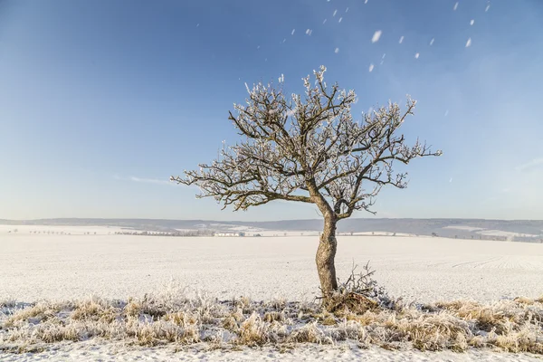 Vita isiga träd i snö täckta landskap — Stockfoto