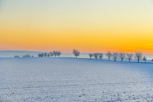 Paisaje de invierno con callejón de árboles en la puesta del sol — Foto de Stock