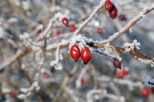 Rose hip in winter — Stock Photo, Image