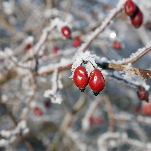 Rose hip in winter — Stock Photo, Image