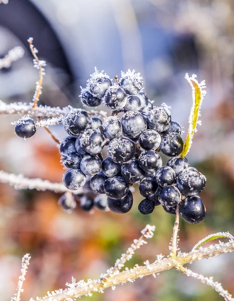 Detail van bevroren blauwe bes — Stockfoto