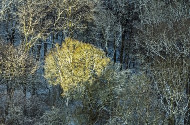  güneş ışığı altında soğuk yaprakları ile köknar ağacı