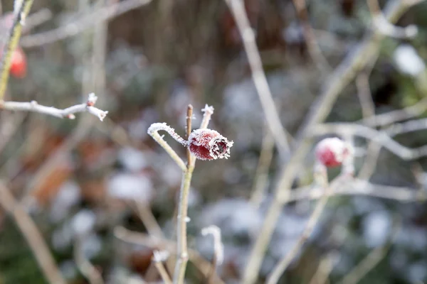 Rose hip in winter — Stock Photo, Image