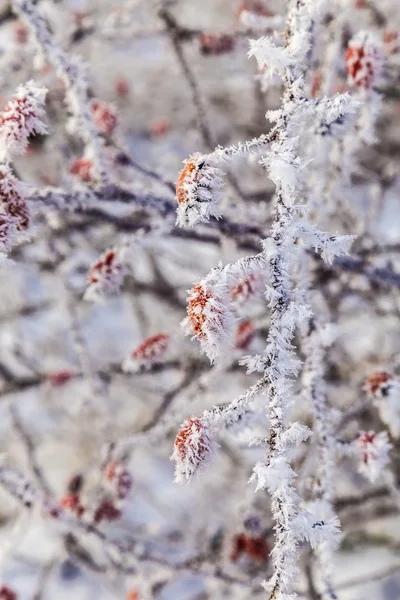 Hanche rose en hiver — Photo