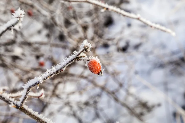 Modèle étoile de glace — Photo