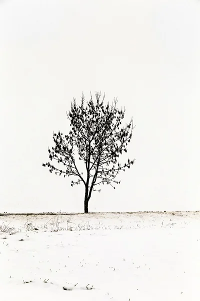 Karda beyaz buz gibi ağaçlar manzara kaplı — Stok fotoğraf