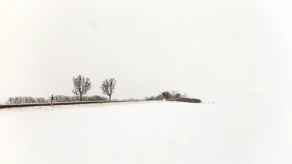 Karda beyaz buz gibi ağaçlar manzara kaplı — Stok fotoğraf