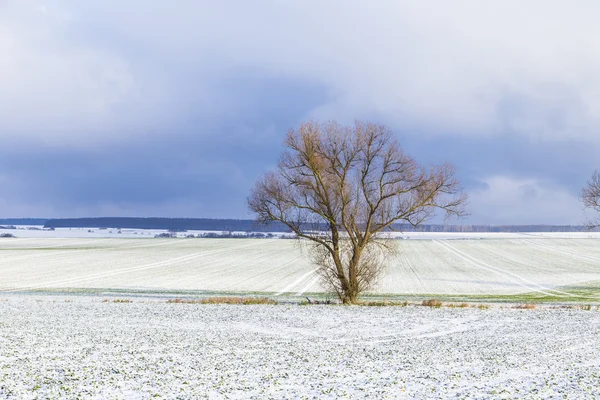 Baum in ländlicher Winterlandschaft — Stockfoto