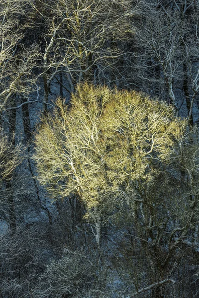 FIR tree i solljus med frostiga löv — Stockfoto