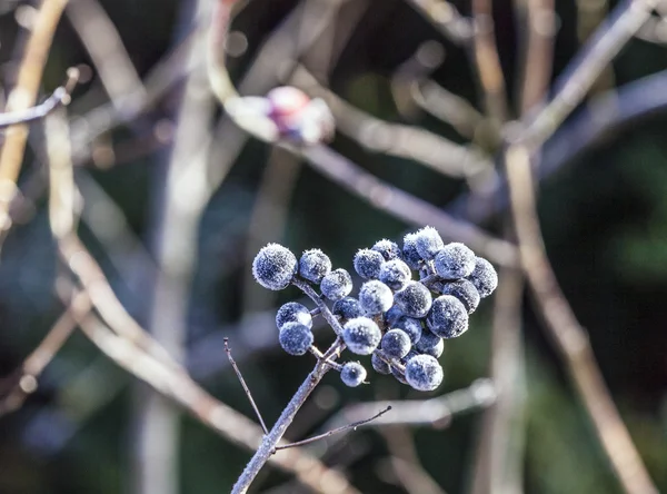 Detail der gefrorenen blauen Beere — Stockfoto