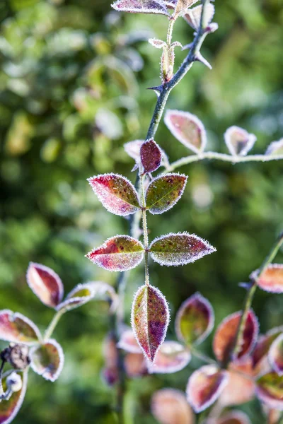 얼음 겨울에 장미 꽃 식물 — 스톡 사진
