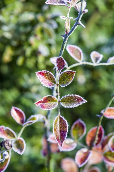 Rose flower plant in winter with ice — Stock Photo, Image