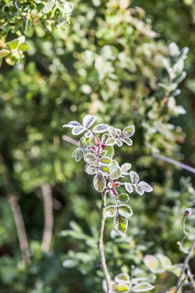 Rose plante de fleur en hiver avec glace — Photo