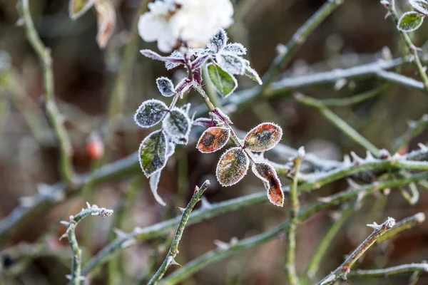 Télen a jég Rózsa virág növény — Stock Fotó