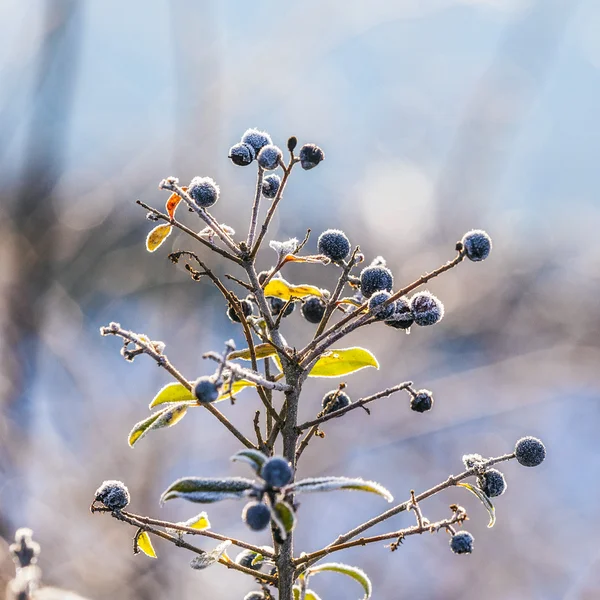 Detail van bevroren blauwe bes — Stockfoto