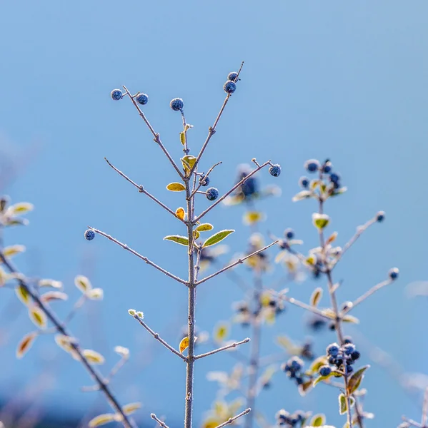 Detalhe da baga azul congelada — Fotografia de Stock