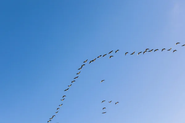 Zugvogel am Himmel — Stockfoto