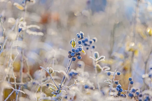 Деталь замороженої блакитної ягоди — стокове фото