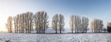 scenic tree alley in winter with snow covered fields  clipart