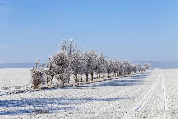Аллея в зимнем ландшафте покрыта снегом — стоковое фото