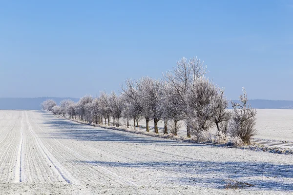 Gränd i vinterlandskap täckt med snö — Stockfoto