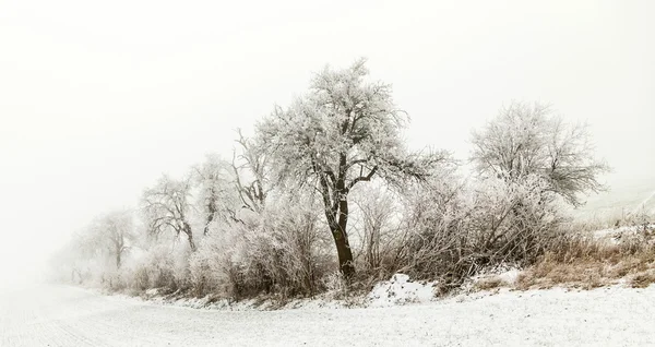 Beco em paisagem de inverno coberto de neve — Fotografia de Stock
