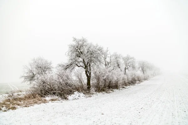 Beco em paisagem de inverno coberto de neve — Fotografia de Stock